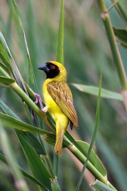 Güney maskeli dokumacı ya da Afrika maskeli dokumacı (Ploceus velatus) yeşil arka planda oturuyor.