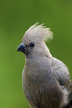 Gri uğurlama kuşu (Corythaixoides concolor) arması olan başın ayrıntıları, yeşil arka planlı gri lourie veya gri loerie olarak da bilinir..