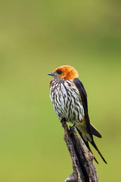 Hirondelle Rayée Cecropis Abyssinica Assise Sur Branche Avaler Avec Fond — Photo