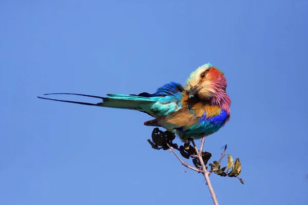 Rouleau Poitrine Lilas Coracias Caudata Assis Sur Une Branche Nue — Photo