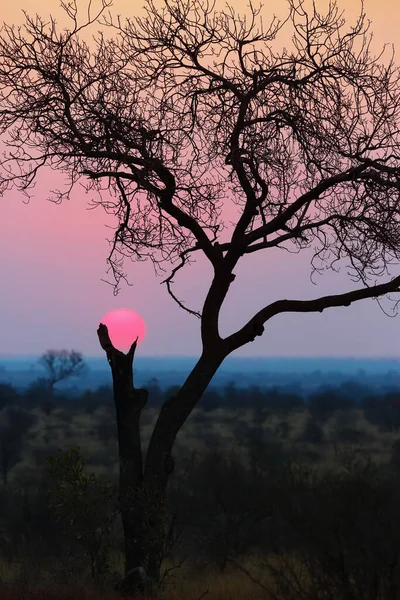 克鲁格国家公园的非洲日落背景是太阳落山的大树 — 图库照片