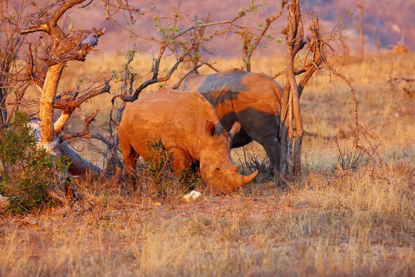 Rinoceronte Branco Rinoceronte Lábios Quadrados Ceratotherium Simum Par Andando Savana — Fotografia de Stock