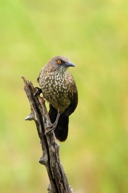 The arrow-marked babbler (Turdoides jardineii) sitting on the branch with green background. Passerine with green background. clipart