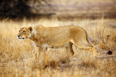 Güney aslanı (Panthera leo melanochaita) ayrıca Doğu-Güney Afrika aslanı veya Doğu-Güney Afrika aslanı veya Panthera leo kruegeri. Yetişkin dişi aslan potansiyel avını izler ve sinsice yaklaşır..