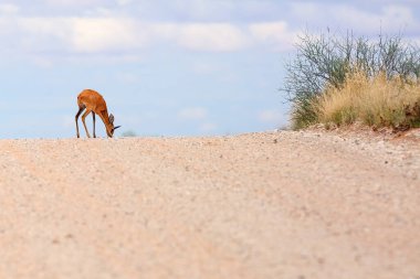 Yoldaki Steenbok (Raphicerus campestris). Ufukta erkek antilop görünüyor..