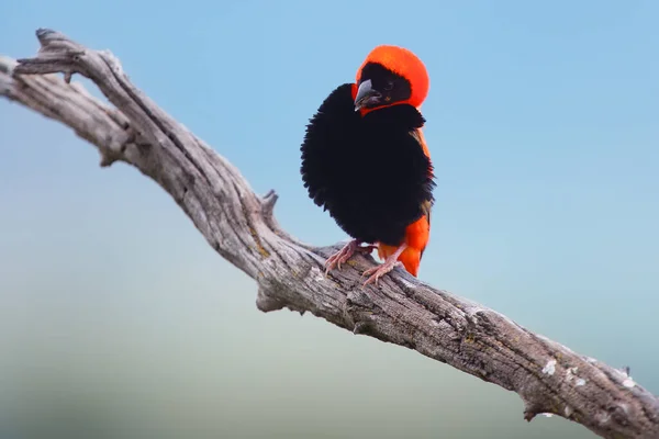 Évêque Rouge Sud Évêque Rouge Euplectes Orix Assis Sur Branche — Photo