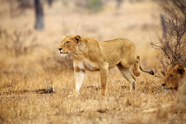Південний Лев Panthera Leo Melanochaita Також Східно Південноафриканським Левом Або — стокове фото