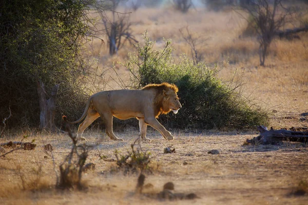 León Del Sur Panthera Leo Melanochaita También Como León Del —  Fotos de Stock