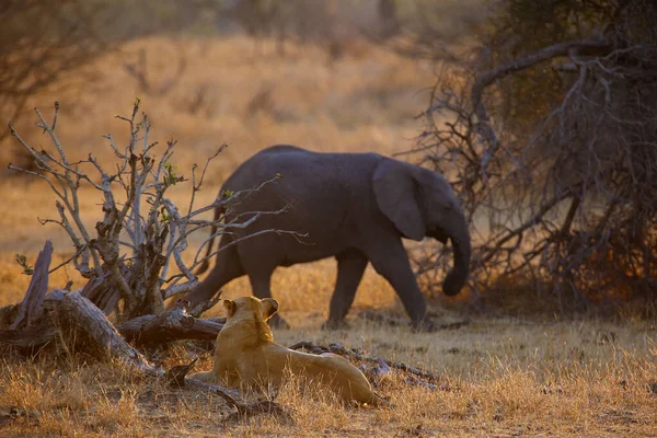 Der Südliche Löwe Panthera Leo Melanochaita Auch Der Ostsüdafrikanische Löwe — Stockfoto