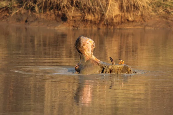 Обыкновенный Гиппопотамус Hippopotamus Amphibius Бегемот Угрожает Открытыми Челюстями Полными Длинных — стоковое фото