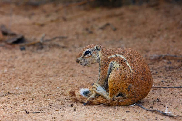 The Cape ground squirrel (Xerus inauris), a young individual sneezes a resting mother.Young sguirel in red desert sand.