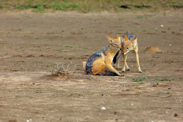 黑背狼 Canis Mesomelas 两只狼相互清洁 喀拉哈里沙漠中的杰克 — 图库照片