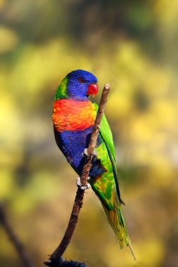 The rainbow lorikeet (Trichoglossus moluccanus) sitting on the branch. Extremely colored parrot on a branch with a colorful background. clipart