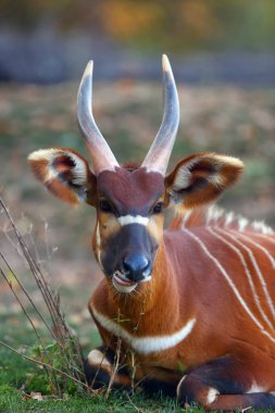 The eastern or mountain bongo (Tragelaphus eurycerus isaac) portait of the forest antelope. clipart