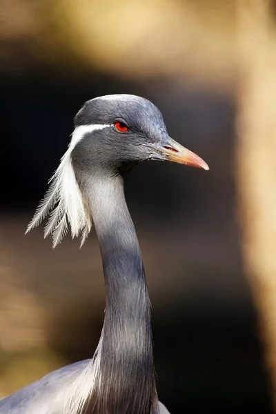 Demoiselle Jeřáb Grus Virgo Portrét Tmavým Pozadím — Stock fotografie