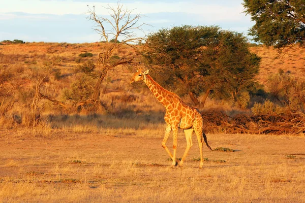Dél Afrikai Girrafe Giraffa Camelopardalis Giraffa Szárított Folyó Közepén — Stock Fotó