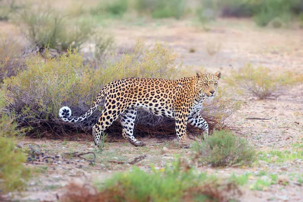 Afrikai Leopárd Panthera Pardus Pardus Kora Reggel Sétál Sivatagban Fiatal — Stock Fotó