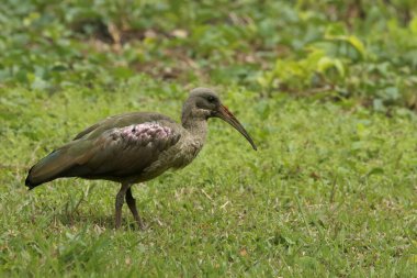 Hadada ya da hadeda ibis (Bostrychia hagedash) yeşil çimlerde durur ve yiyecek arar.