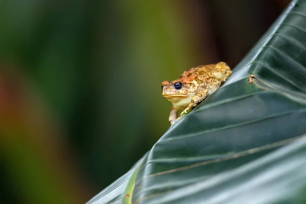 Sapo Comum Africano Sapo Gutural Amietophrynus Gutturalis Sentado Folha Bandeira — Fotografia de Stock