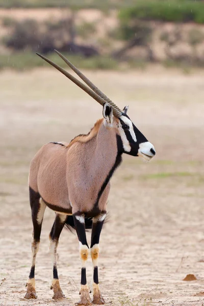 Gemsbok Gemsbuck Oryx Gazella Desert Oryx Dry Desert River — Stockfoto