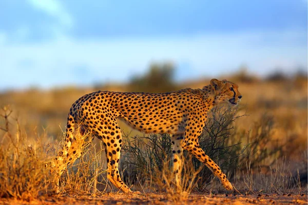 Cheeta Acynonix Jubatus Woestijn Moeder Subvolwassene Jong Avond Woestijn Zon — Stockfoto