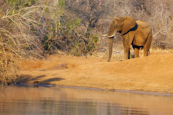 Elefante Arbusto Africano Loxodonta Africana Está Caminando Orilla Presa Hermosa — Foto de Stock