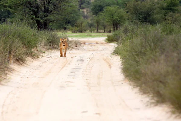 Leeuwin Panthera Leo Krugeri Het Wandelen Savanne Zoek Naar Rest — Stockfoto