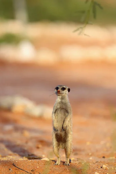 Suricate Suricate Suricata Suricatta Patrouille Près Trou Animal Adulte Debout — Photo