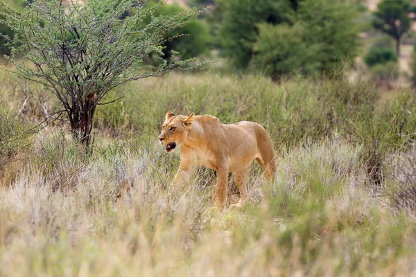 Leeuwin Panthera Leo Krugeri Het Wandelen Savanne Zoek Naar Rest — Stockfoto