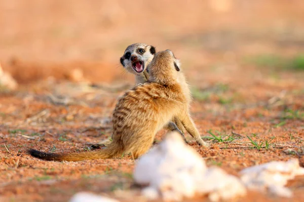 Meerkat Suricate Suricata Suricatta Two Youngsters Play Hole — стоковое фото
