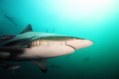 Blacktip köpekbalığı (Carcharhinus limbatus), okyanusta bir portre. Ağzının köşesinde bir kanca olan köpekbalığı..