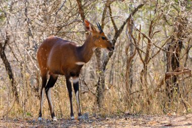 Irmak kıyısındaki çalılıklarda bulunan imbabala ya da Cape bushbuck (Tragelaphus sylvaticus). Çalılıklarda antilop.