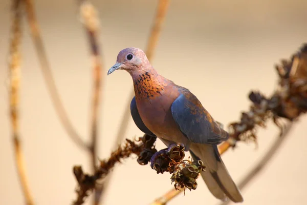 Laughing Dove Spilopelia Senegalensis Sitting Dry Branch Brown Background — Stock fotografie