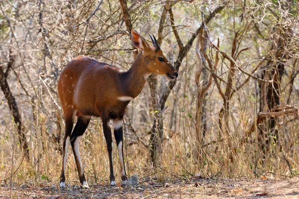 Der Imbabala Oder Kapbuschbock Tragelaphus Sylvaticus Dickicht Fluss Antilope Gebüsch — Stockfoto