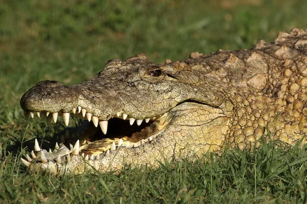 Detalhe Cabeça Crocodilo Nilo Crocodylus Niloticus Deitado Grama — Fotografia de Stock