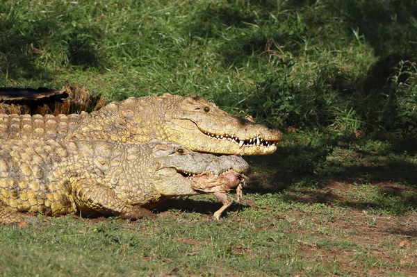 Two nile crocodiles (Crocodylus niloticus) are eating bird in the grass on the shore of lake with their heads and jaws close to each other