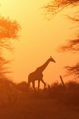 The South African giraffe or Cape giraffe (Giraffa camelopardalis giraffa) is walking on the horizon during sunset with orange background clipart