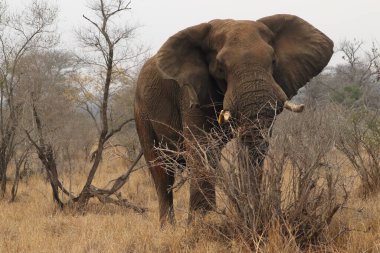 Afrika çalı filinin (Loxodonta africana) büyük boğası Afrika savanasında duruyor ve kulaklarını sallayarak uyarıyor.