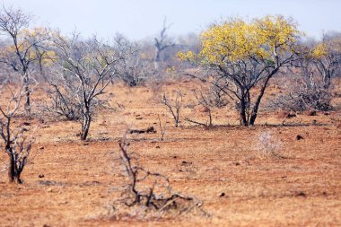 Bahar manzarası Kruger Ulusal Parkı 'nda sarı çiçek açan ağaçlar. Floranın geri kalanı umutsuzca kurudu..
