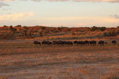 Mavi antilop sürüsü (Connochaetes taurinus) veya yaygın antilop, beyaz sakallı antilop ya da getirilmiş gnu sürüsü, gün batımında ovanın ortasında kurumuş nehir yatağında yürümektedir.