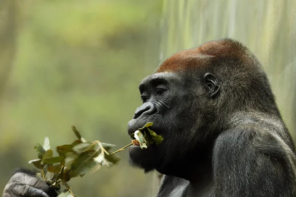 Gorille Des Plaines Ouest Gorilla Gorilla Gorilla Mange Des Feuilles — Photo