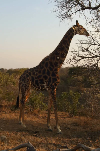 Dél Afrikai Zsiráf Vagy Foki Zsiráf Giraffa Camelopardalis Giraffa Nagy — Stock Fotó