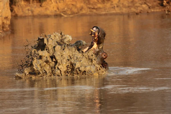 Обыкновенный Гиппопотамус Hippopotamus Amphibius Бегемот Открытыми Челюстями Длинными Зубами Брызгами — стоковое фото