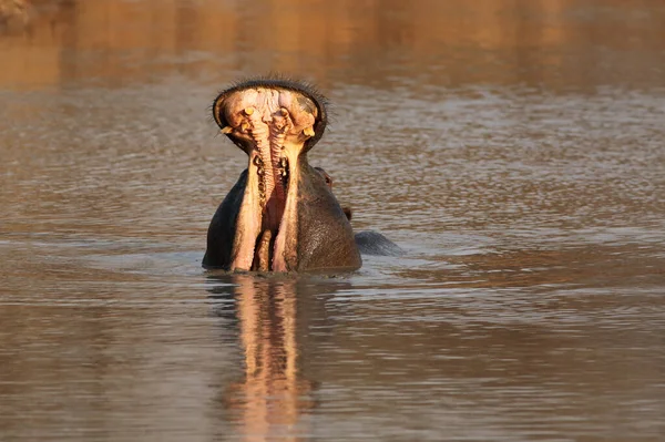 Den Vanliga Flodhästen Hippopotamus Amfibius Eller Flodhästen Varnar Med Öppna — Stockfoto