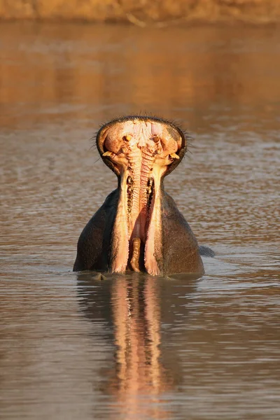 Common Hippopotamus Hippopotamus Amphibius Hippo Open Jaws Long Teeth Water — Stock fotografie