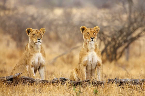 Der Südliche Löwe Panthera Leo Melanochaita Wird Auch Als Ostsüdafrikanischer — Stockfoto