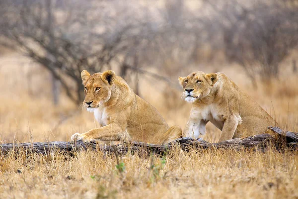 Der Südliche Löwe Panthera Leo Melanochaita Auch Als Ost Südafrikanischer — Stockfoto