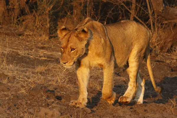 Leoa Panthera Leo Melanochaita Está Caminhando Savana Luz Noite Beuatiful — Fotografia de Stock