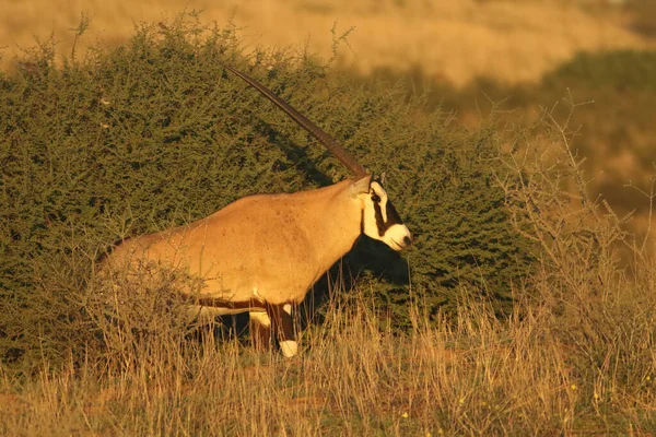 오릭스 가젤라 Oryx Gazella 사막에서 아름다운 햇살을 받으며 부시에서 초원으로 — 스톡 사진