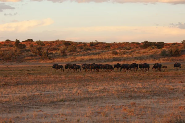 Branco Gnu Azzurri Connochaetes Taurinus Gnu Barbuto Bianco Gnu Barbuto — Foto Stock